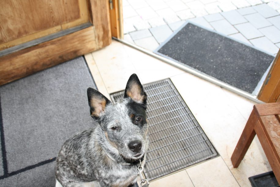 Tür auf Hund wartet freiwillig Hundeschule Nürnberg, Mensch Und Hund Zentrum, Hundetrainer