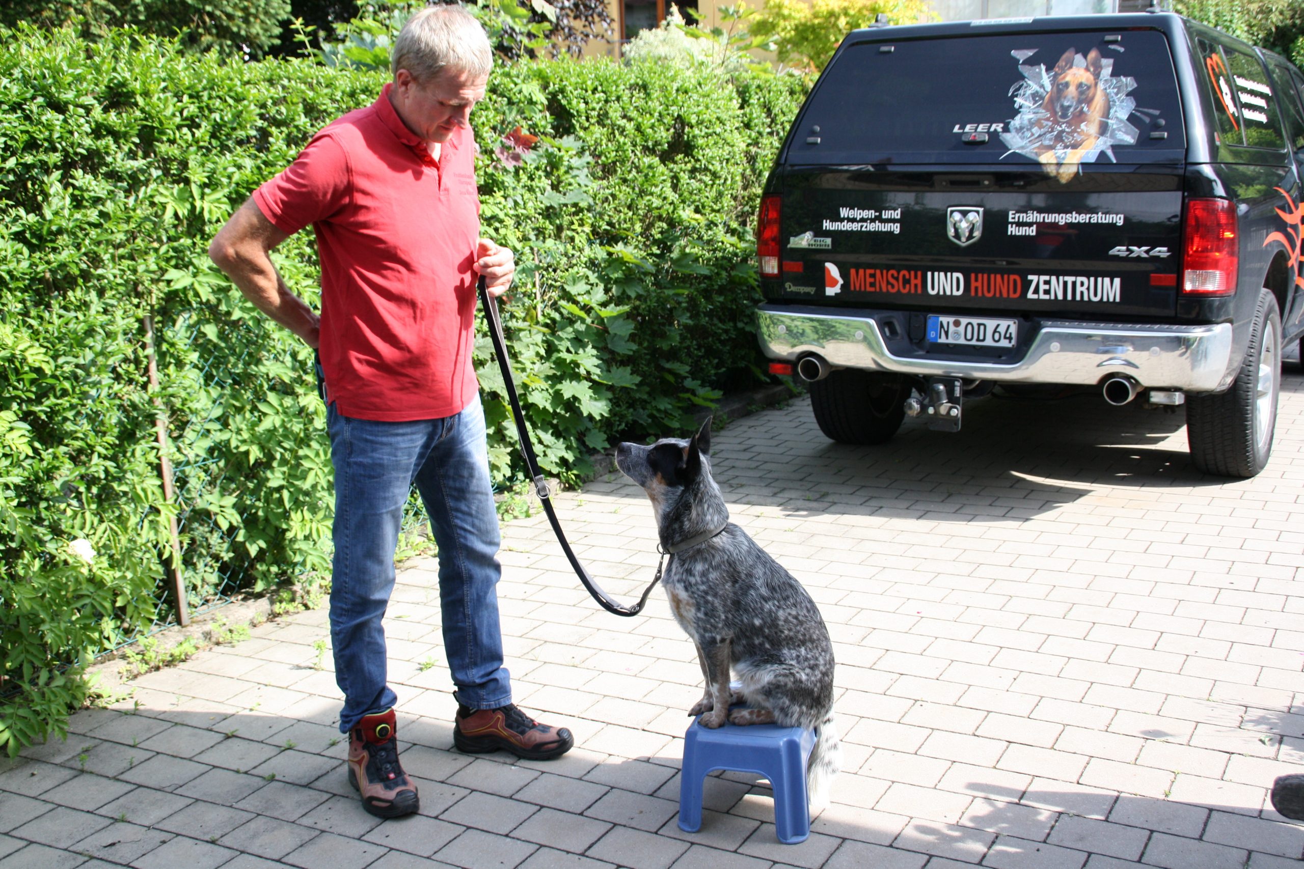 Blickkontakt Hund mit Hundetrainer Jens Meinert