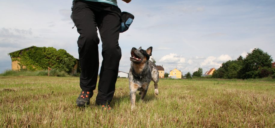 Freiwilliger Blickkontakt vom Hund zur Hundetrainerin Dagmar Meinert