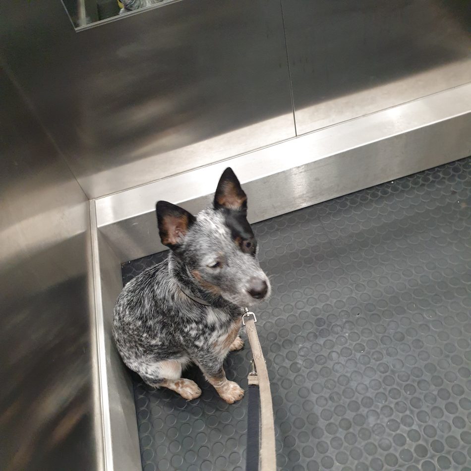 Aufzug fahren mit Elsa Übungseinheiten mit dem Mensch Und Hund Zentrum in den Alltagssituationen mit der Hundeschule in Nürnberg Fürth Erlangen